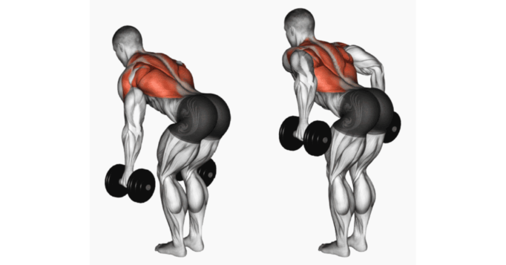 Dumbbell Bent-Over Row Lat Workouts