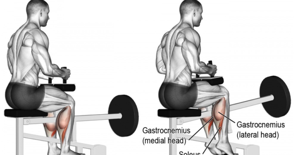 Difference Between Seated and Standing Calf Raises