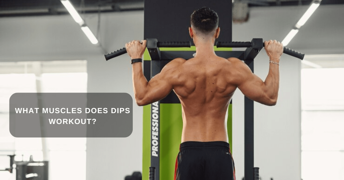 What Do Dips Work? What Muscles Does Dips Workout?