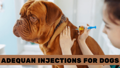 Adequan Injections for Dogs: Uses, Side Effects Dosage,