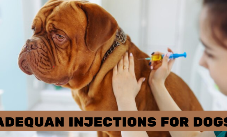 Adequan Injections for Dogs: Uses, Side Effects Dosage,