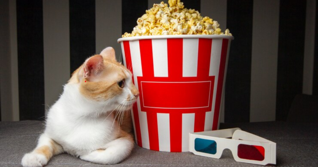 Health Benefits of Popcorn for Cats