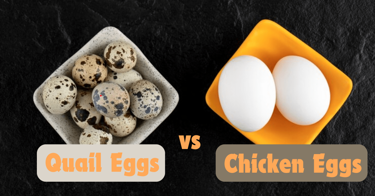 Quail Eggs vs Chicken Eggs: Which is Healthier?